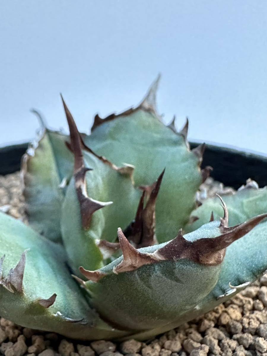 Amazon.co.jp: 特選 アガベチタノタ 姫厳龍 agave titanota 輸入株